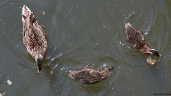 Three ducks This is a nature photograph featuring three ducks swimming on the surface of a pond, which represents a typical rural scene in the United Kingdom during a spring morning. The animals are positioned in various directions as they search for food, creating gentle ripples on the water. The image is focused on the ducks and the pond, with no visible buildings or other landmarks, highlighting the tranquil aspect of nature found in rural British environments. The still life composition captures the interaction between the animals and their habitat, exemplifying wildlife during the vibrant spring season.